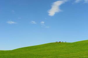 Horses it is passed in the Alpine meadow photo