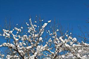 Excellent forms of winter nature photo