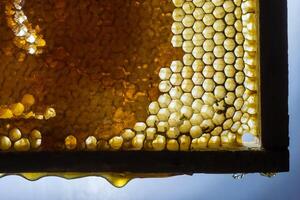Studio Close-up of Honeycomb photo