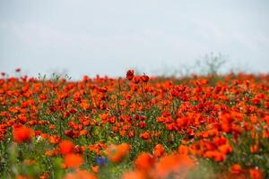 Natural flower background. Amazing view of colorful red poppy flowering. photo