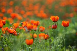 Natural flower background. Amazing view of colorful red poppy flowering. photo