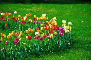 The tulips, blooming in a garden. Colorful flowers photo