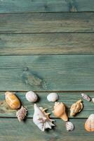 variety of sea shells on a wooden background photo