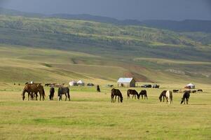 manada de el kazakh caballo, eso es alto en montañas a cerca almaty foto