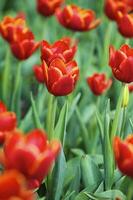 Beautiful spring tulips on a lawn photo