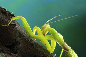 Green mantis in studio photo