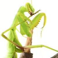 Close-up of a praying green mantis. Studio shot photo