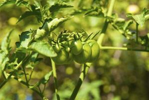 Small tomatoes on the branch in the vegetable-garden photo