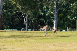 Kangaroo in the National Park, Brisbane, Australia photo