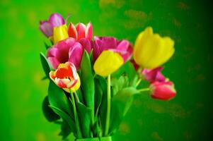 Blossoming tulips in a vase. Colourful flowers photo