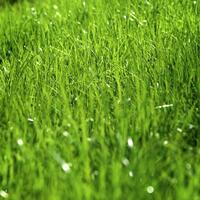 grass after a rain photo