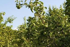 joven manzanas en el árbol foto