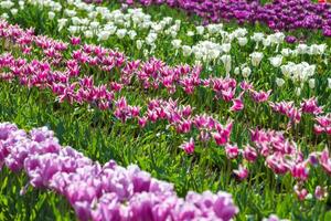 Spring Blooming, tulip Fields in Full Color photo