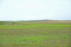 Vessenie fields it is red-allogo a poppy photo