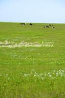 The herd of horses is grazed in steppe photo