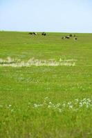 The herd of horses is grazed in steppe photo