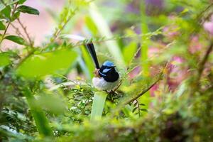 el magnífico reyezuelo Maluro cianeo es un paseriforme pájaro en el australasiano reyezuelo familia. foto