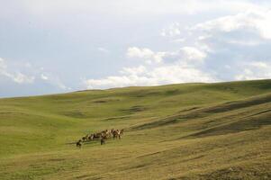 manada de el kazakh caballo, eso es alto en montañas a cerca almaty foto