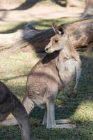 Kangaroo in the National Park, Brisbane, Australia photo