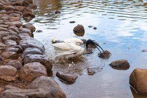 australiano ibis pájaro es Lavado en el lago foto