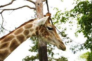 cabeza de un jirafa, safari en un zoo foto