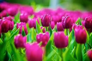 The tulips, blooming in a garden. Colorful flowers photo