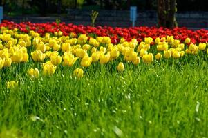 el tulipanes, floreciente en un jardín. vistoso flores foto