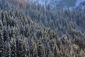 Beautiful fir trees in the mountains photo