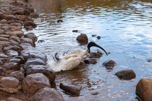 Australian Ibis bird is washing in the lake photo