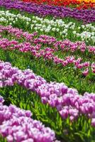 Spring Blooming, tulip Fields in Full Color photo