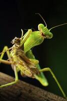 Green mantis in studio photo