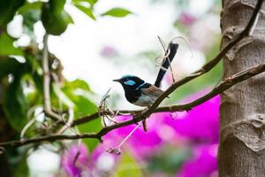 The Superb Fairywren photo