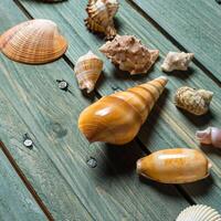 variety of sea shells on a wooden background photo