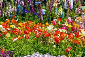 Flower Festival in Toowoomba, QLD, Australia. photo