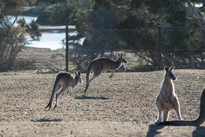 Kangaroos in Phillip Island Wildlife Park photo