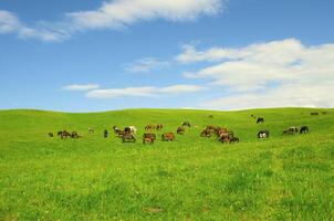 Horses it is passed in the Alpine meadow photo