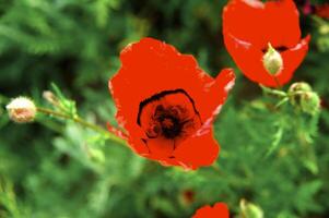 Spring fields it is red-allogo a poppy photo