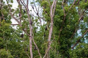 A flock of flying foxes. Australia. Quinsland photo