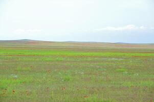 Vessenie fields it is red-allogo a poppy photo