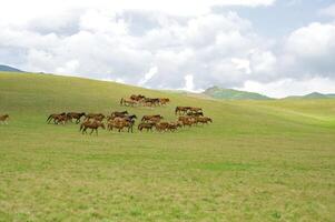 manada de el kazakh caballo, eso es alto en montañas a cerca almaty foto