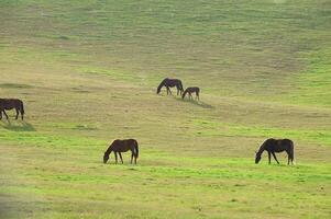 Herd of the Kazakh horse, it is high in mountains to near Almaty photo