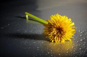 amarillo diente de león con agua gotas en estudio foto