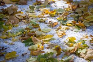 Autumn Park after the first snow in October photo