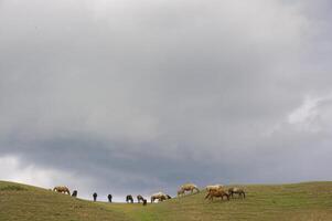 Assy Valley, Almaty Region photo