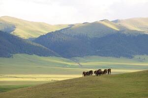 culo valle, almaty región foto