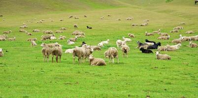 manada de joven corderos son pastado en un prado foto