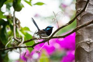 The Superb Fairywren photo