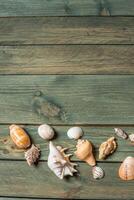 variety of sea shells on a wooden background photo