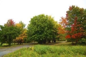 Autumnal trees on the sunset into park photo