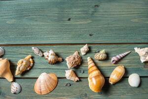 variety of sea shells on a wooden background photo